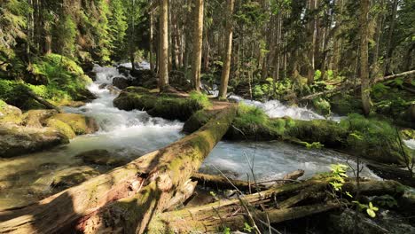 Hiking-woman-walk-with-a-hiking-backpack-in-spring-green-forest