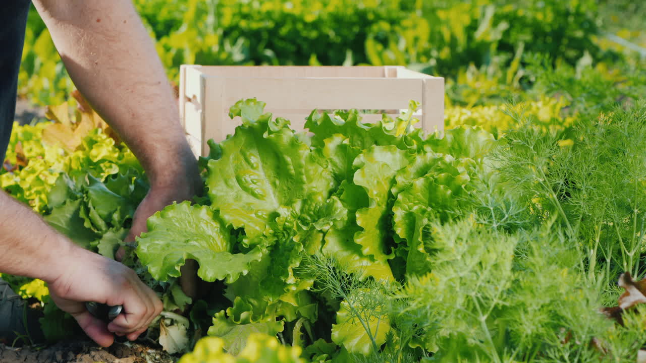 남자는 양상추 잎을 잘라 서랍에 넣습니다.