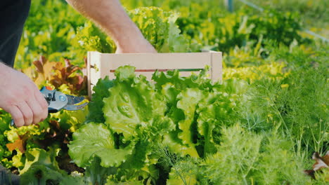 Man-Cuts-Off-Lettuce-Leaves-And-Puts-Them-In-A-Drawer