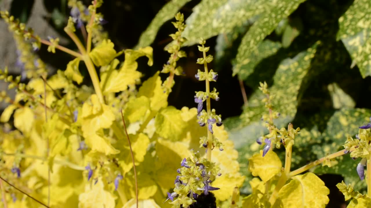 Fiori, macro
