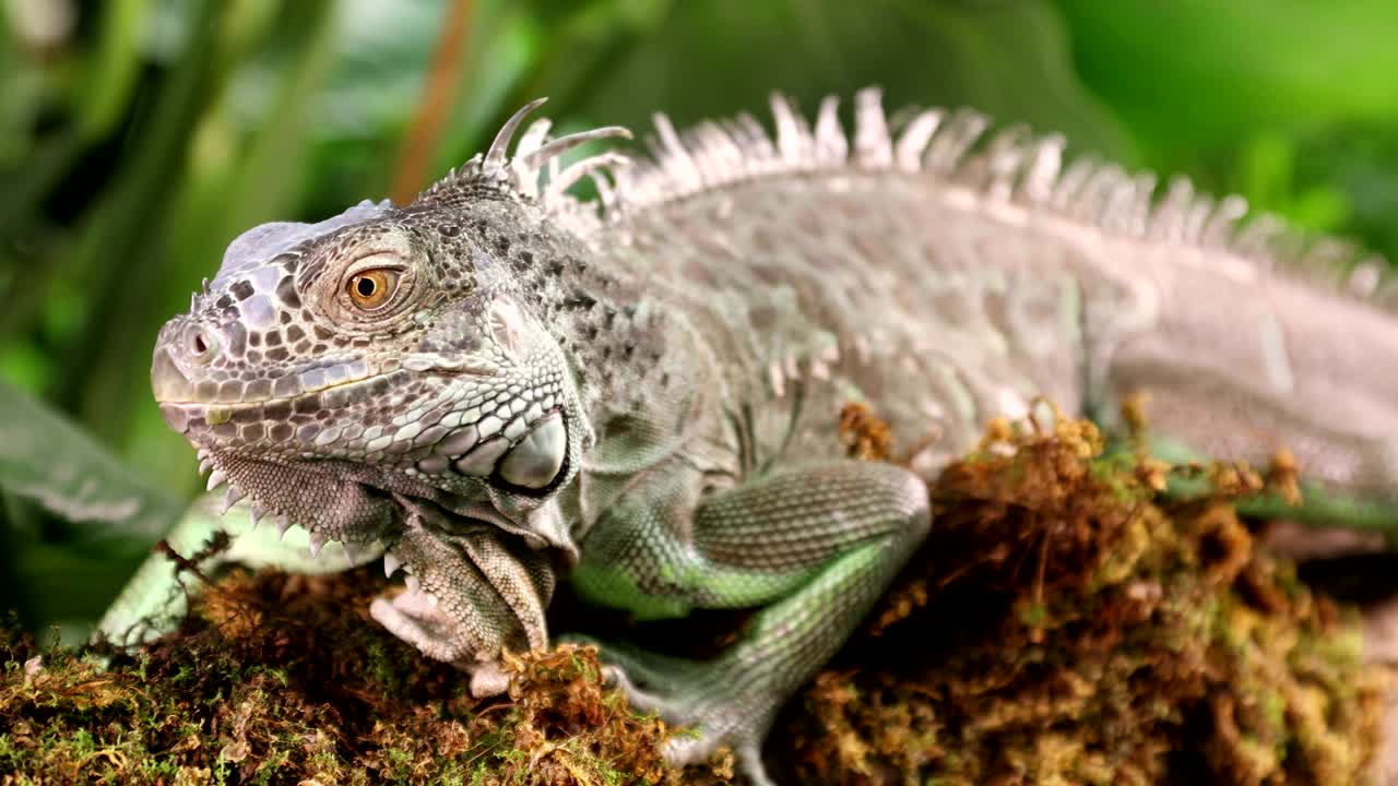 숲 속 의 이구아나 의 초상화