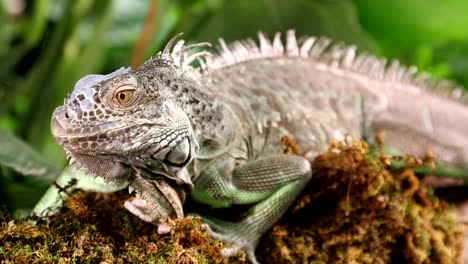 retrato de iguana en el bosque