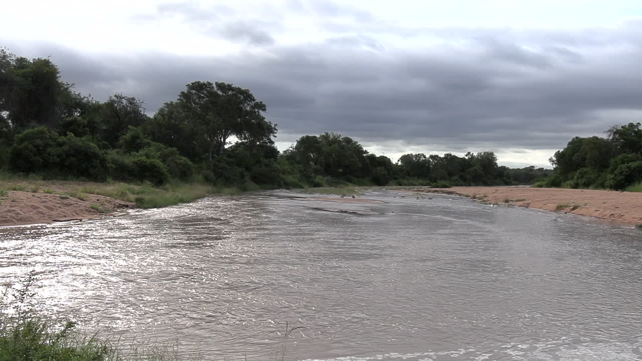 un río estacional en el parque kruger de sudáfrica está inundado después de fuertes lluvias