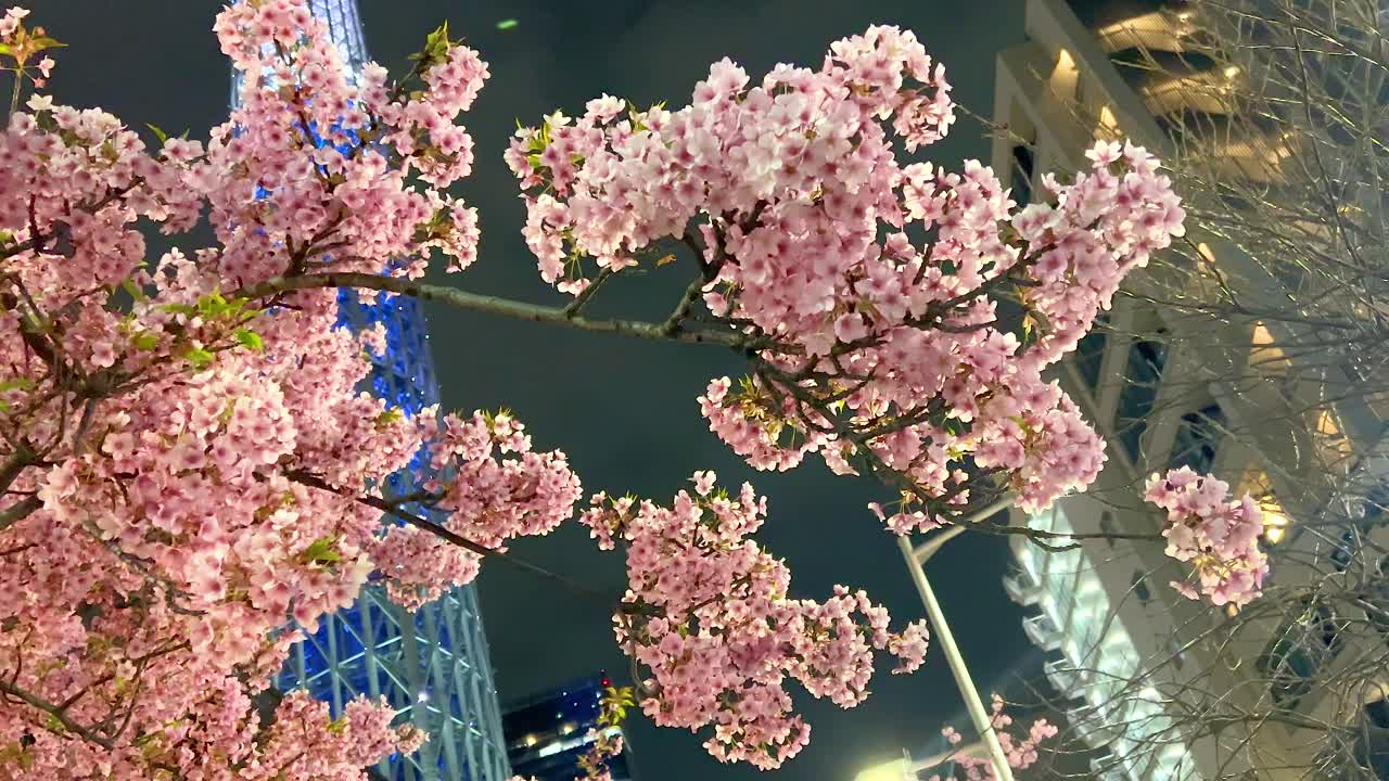 Cherry blossoms in full bloom with Tokyo Skytree illuminated at night, creating a vibrant urban and natural contrast