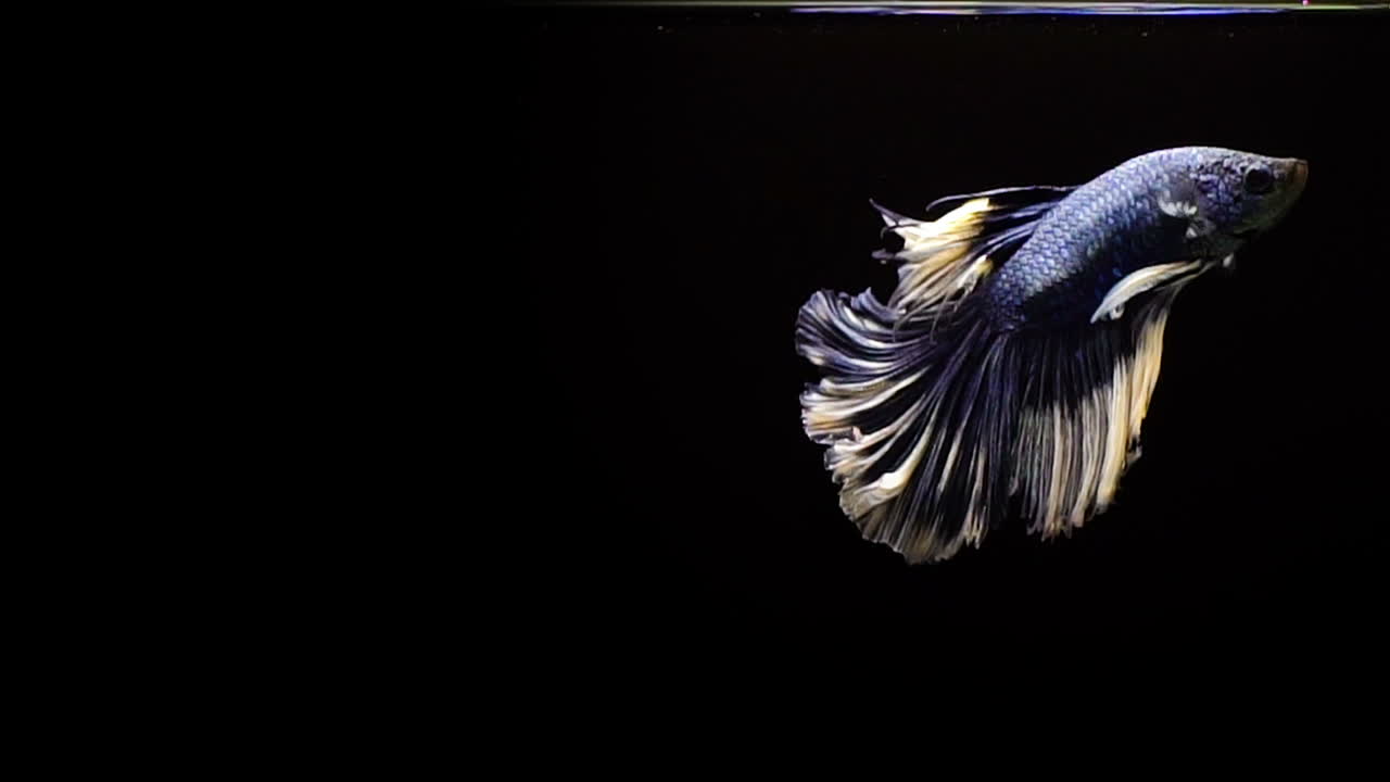 vibrante y colorido pez luchador siamés betta splendens, también conocido como pez luchador tailandés o betta, un popular pez de acuario en cámara súper lenta sobre fondo negro