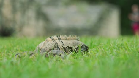 4K-Cinematic-wildlife-footage-of-an-iguana-in-slow-motion-in-the-middle-of-the-jungle-in-Mexico-on-a-sunny-day