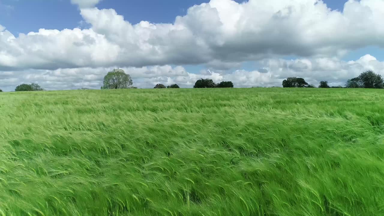 Vast Irish farming landscape of rippling tall green grass in the wind. Flyover shot with blue skies and puffs of clouds as the strong breeze causes waves in the field in rural Ireland.