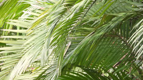 little vireo bird flying around a palm tree branches