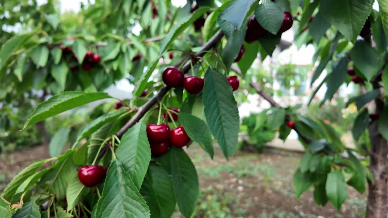 Pemandangan jarak dekat ceri matang yang bergantung di dahan di taman belakang rumah pada hari musim panas yang cerah