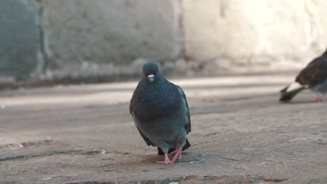 one funny beautiful pigeon, yawning, singing, dancing on the paviment, street in slow motion - antigua guatemala