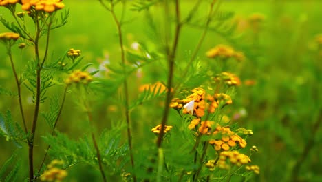 Flores-Amarillas-Coloridas-En-Pradera-Verde-50-Fps-Cámara-Lenta