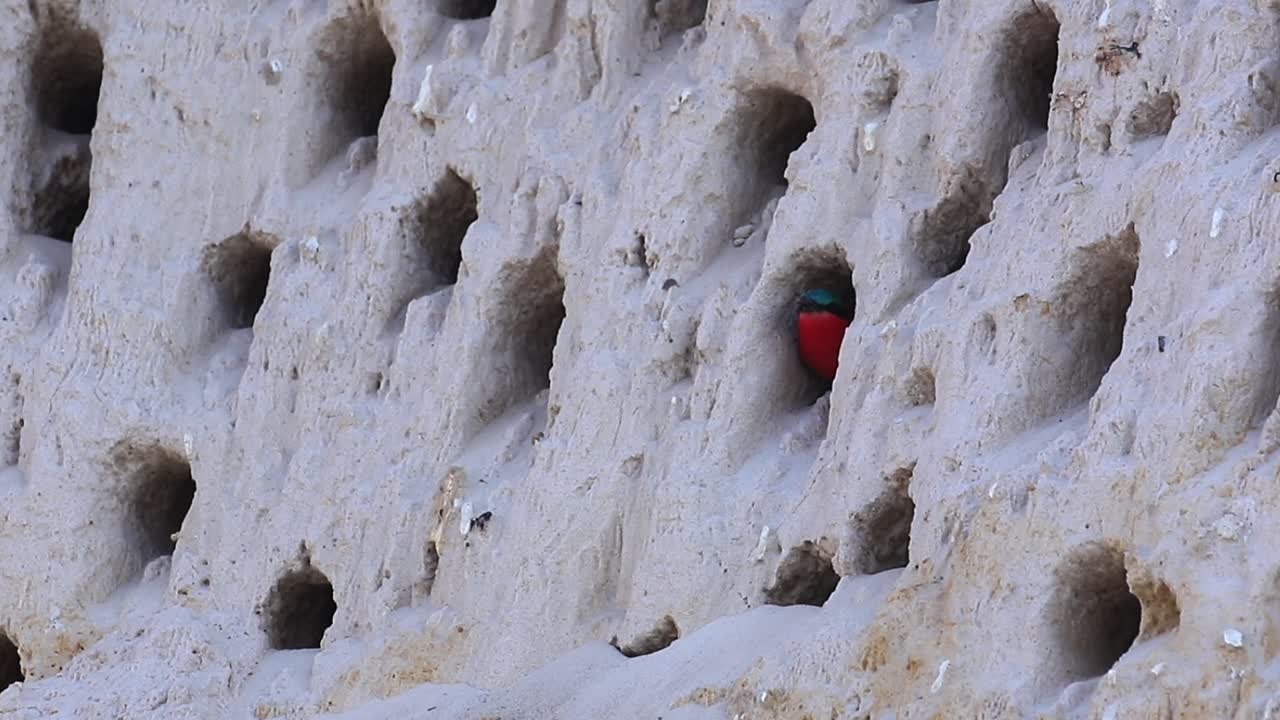 un colorido abejaruco carmín rojo mira desde la madriguera del acantilado