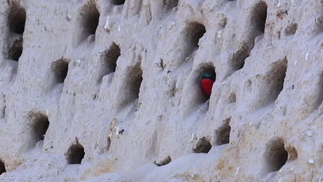 one colorful red carmine bee-eater looks out from cliffside burrow