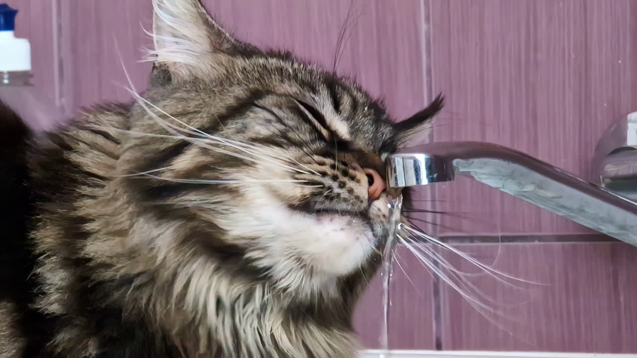 Cat drinking water from a faucet