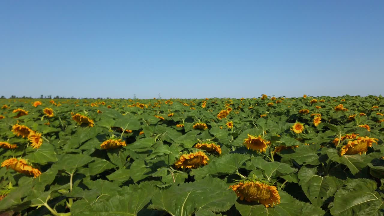 campo agrícola de girasoles. disparar en el verano en el campo.