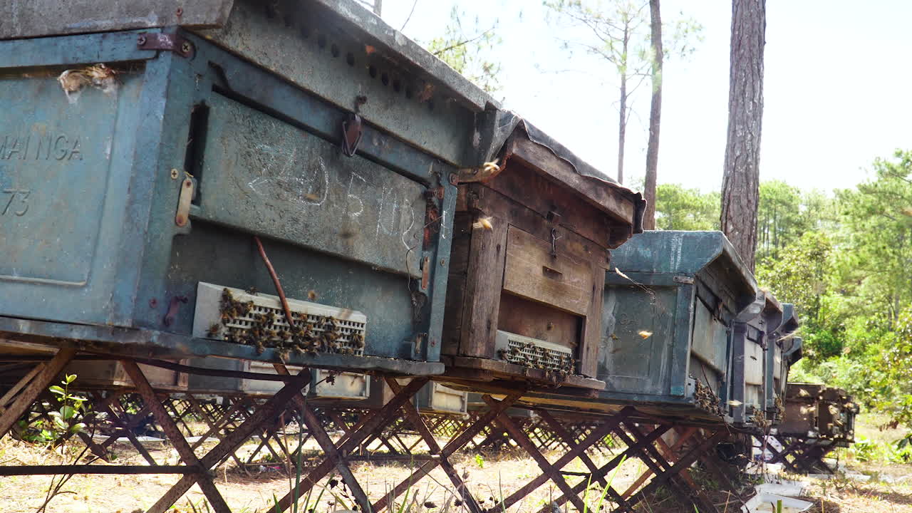 신선한 건강한 유기농 천연 꿀을 생산하는 꿀벌, 숲의 자연 환경에서 수확하기 전에 벌집에 들어가는 것, 환경 지속 가능한 꿀 꽃가루 생산