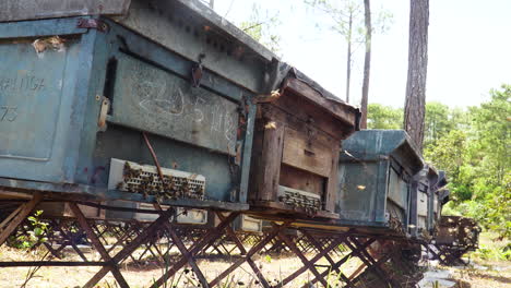 abejas que producen miel natural orgánica fresca y saludable, ingresando al panal antes de cosechar en el entorno natural del bosque, producción de polen de miel ecosostenible