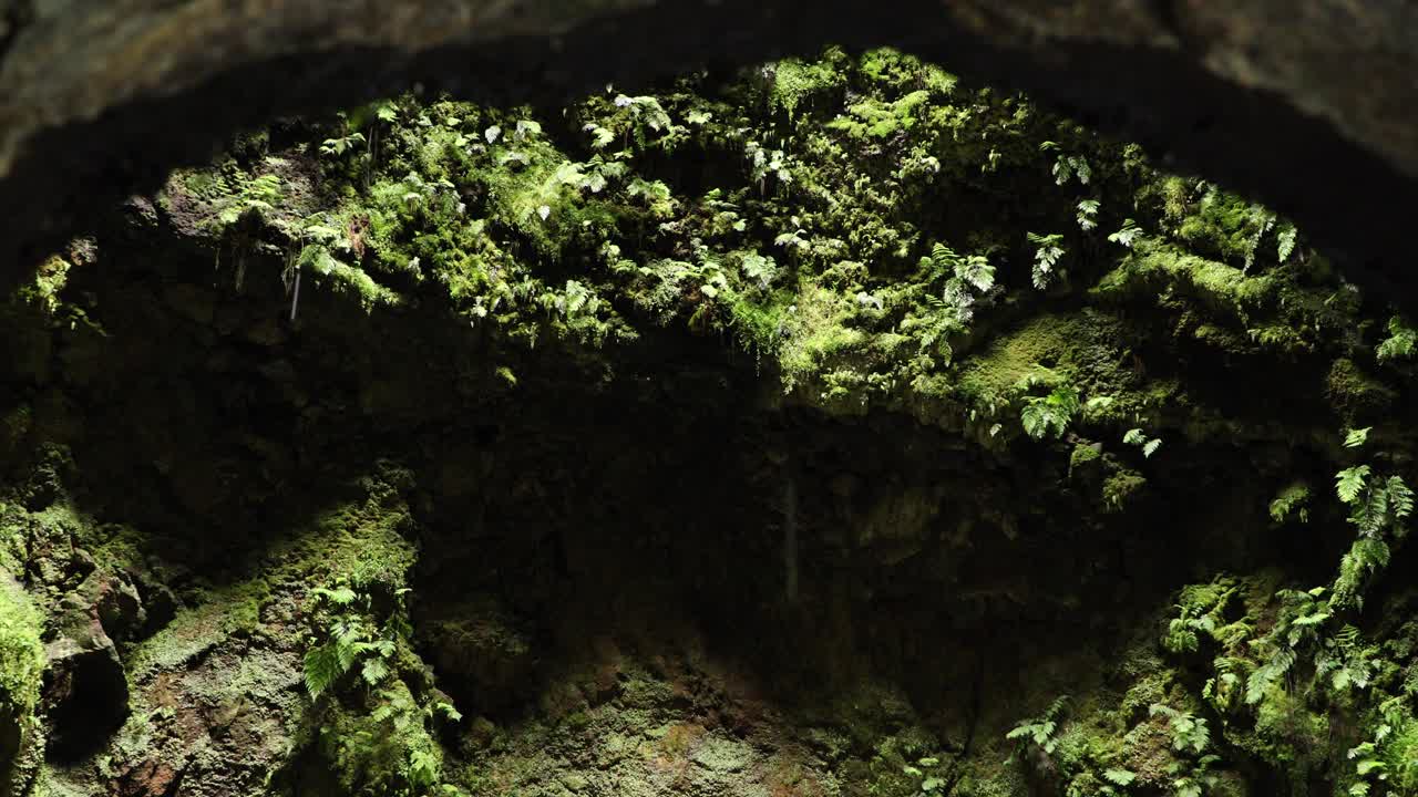cuevas y plantas en crecimiento dentro del respiradero volcánico algar do carvão en la isla de terceira, jalisco, méxico