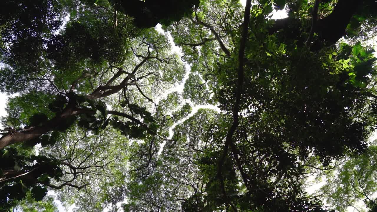 Spinning shot looking up at forest canopy.