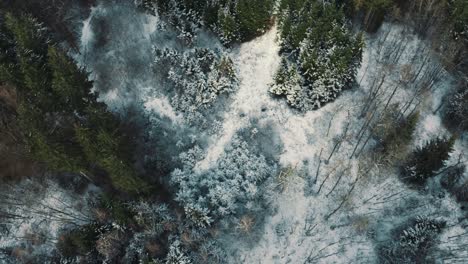 4k-Uhd-Luftdrohnenclip-Von-Grünen-Bäumen-In-Einem-Verträumten-Wald-Im-Winter-Mit-Schnee,-Der-Den-Kalten-Boden-Und-Die-Baumkronen-In-Bayern,-Deutschland-Bedeckt