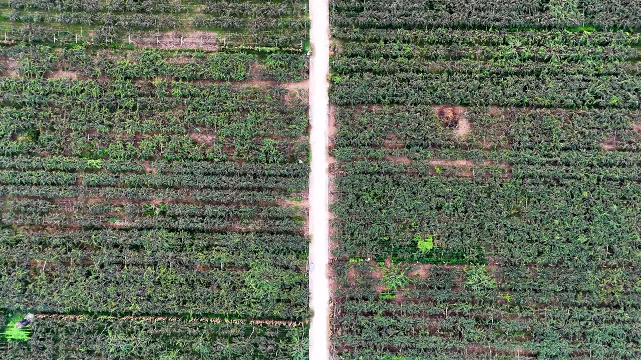 Drone top view of kiwi farms located in Zhouzhi County, Shaanxi Province, China