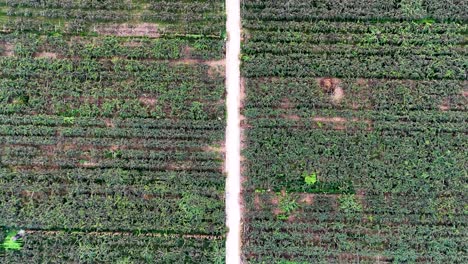 drone top view of kiwi farms located in zhouzhi county, shaanxi province, china