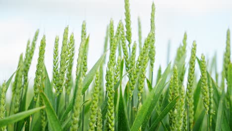 green wheat blades swaying gently in breeze, filmed in macro in a lush field
