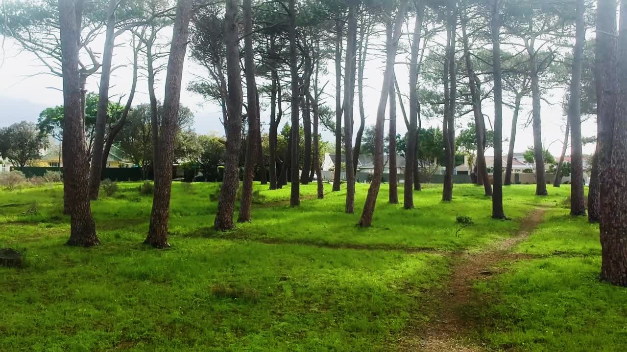 교외의 주거지에서 나무 사이를 떠다니는