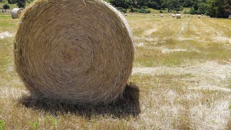 freshly harvested bail of hay rolled up in a large roll in foreground, as camera tilts up and pans to reveal more rolls behind it in a large field with hills and sky in background