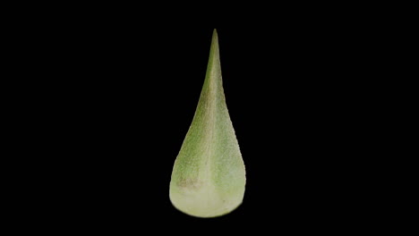 closeup of a green leaf
