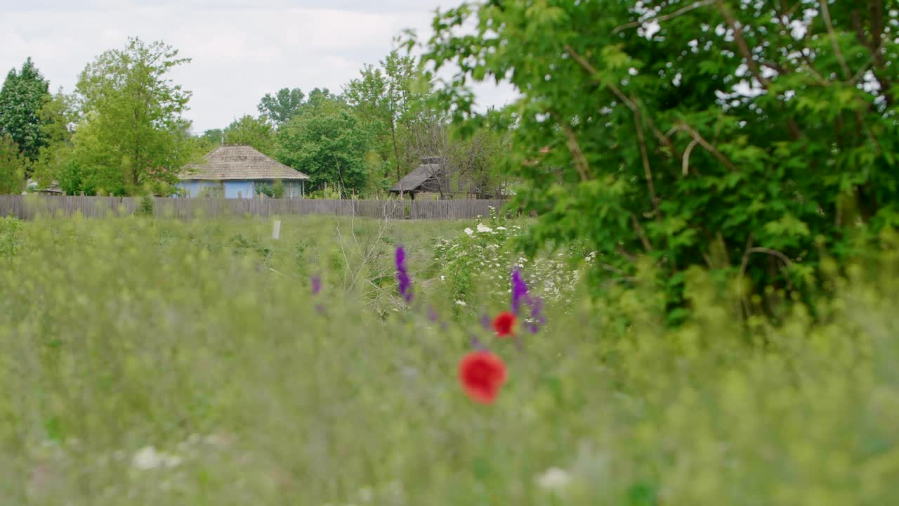 Colorful meadow flowers in rural village, establishing shot