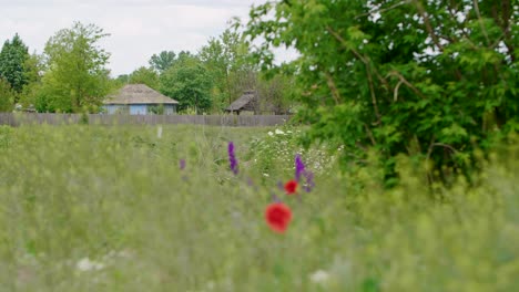 Colorful-meadow-flowers-in-rural-village,-establishing-shot