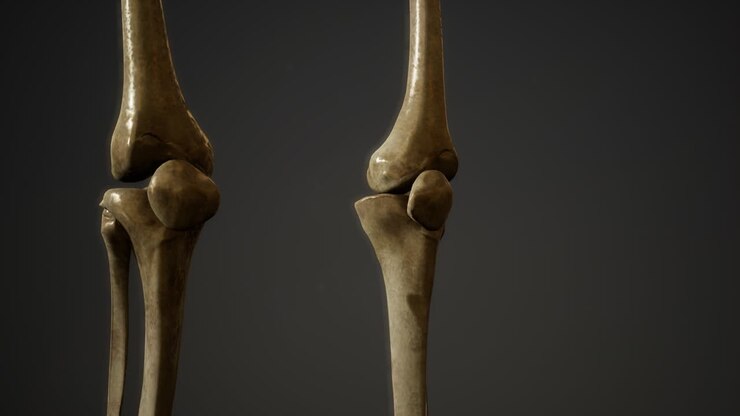 bones of the Human skeleton