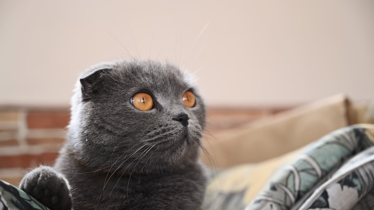 Close up of a gray Scottish Fold cat with amber eyes sitting on a couch