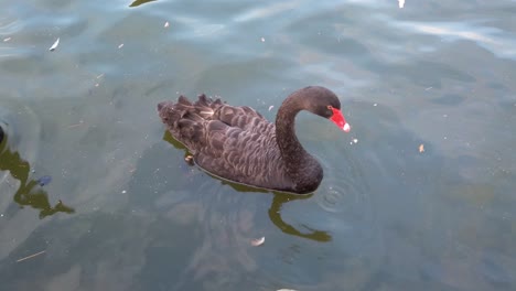 Red-beak-ducks-are-swimming-and-playing-above-the-lake-in-a-park-with-catfish-and-turtle-under-the-dark-water