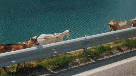 A-Herd-Of-Domestic-Goats-Goes-Along-The-Road-View-From-The-Window-Of-The-Bus-Adventure-And-Travel-In