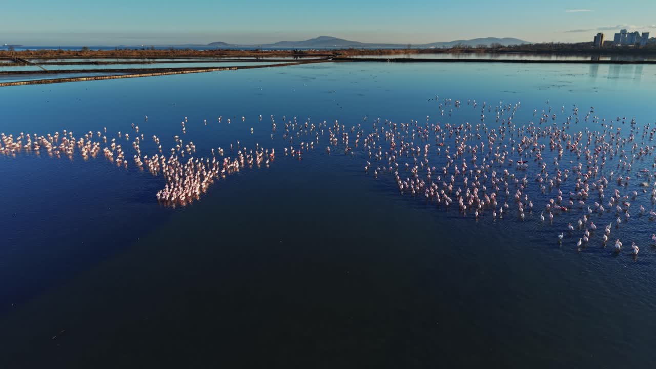 Flamingos gather at a wetland area during daylight in a natural setting