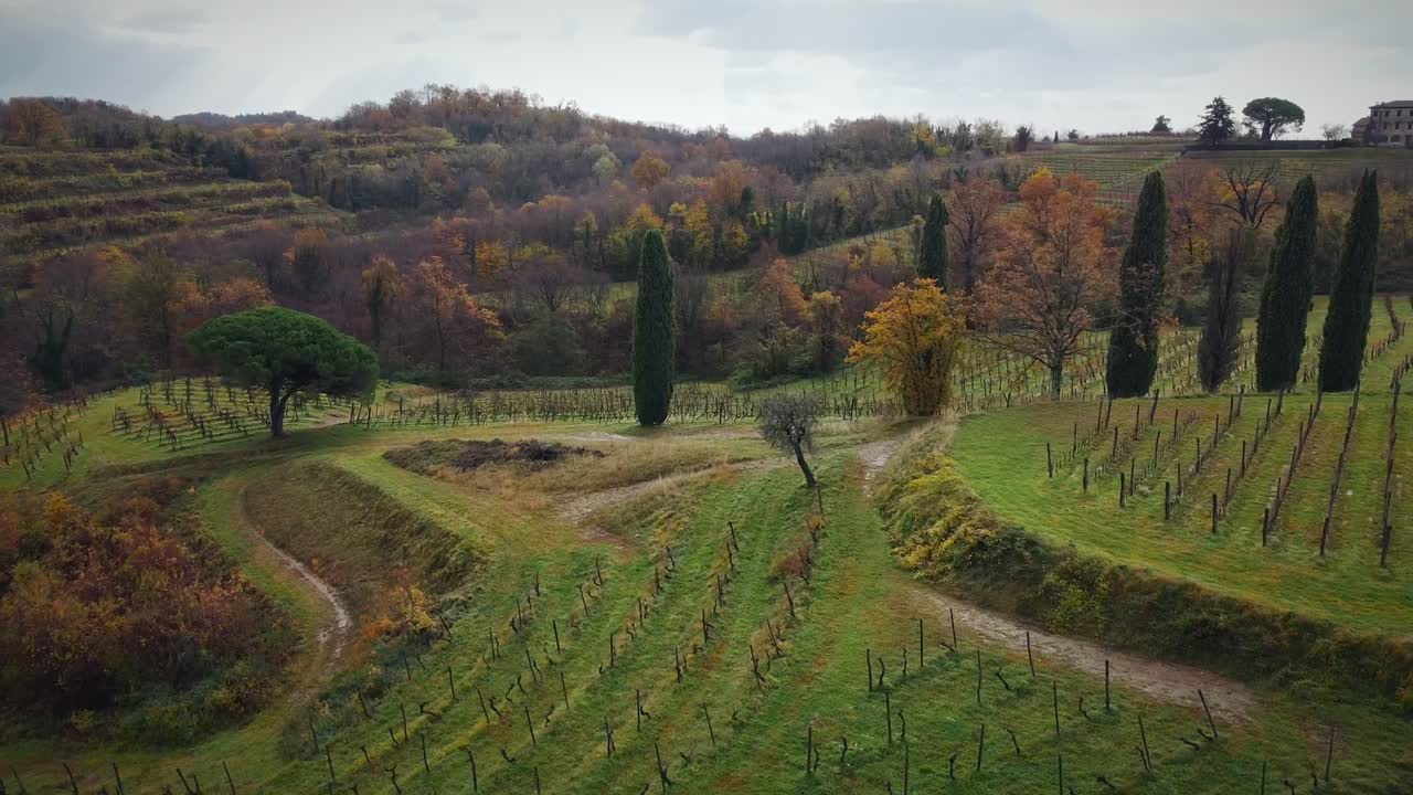 Ripresa orbitale di un magnifico vigneto in Italia, su una collina in un campo agricolo