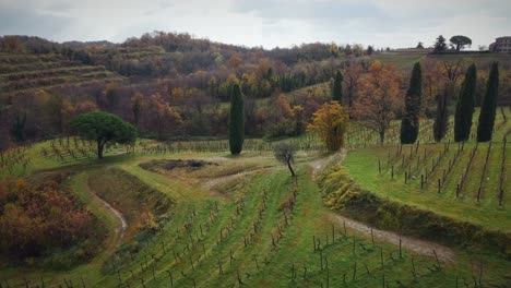 Orbit-Shot-Of-Wonderful-Vineyard-in-Italy-Over-A-Summit-In-Agriculture-Field