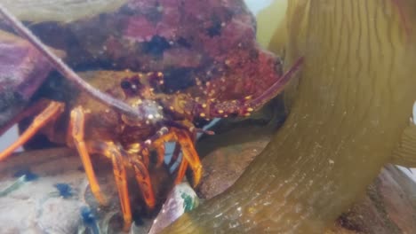 a crayfish under a rock in cloudy water