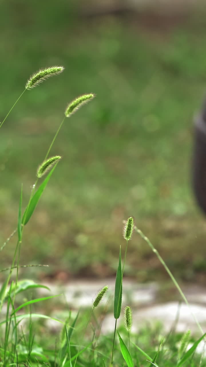 Electric lawn mower in process outdoors. Young worker uses lawn mower to mow green grass in the garden in summer. Vertical video