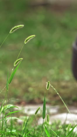electric lawn mower in process outdoors. young worker uses lawn mower to mow green grass in the garden in summer. vertical video