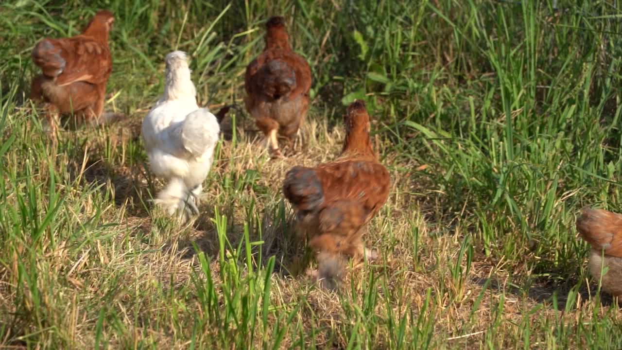 農場で走るひよこたち