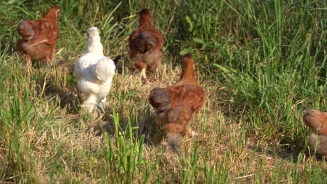 pollitos corriendo en la granja