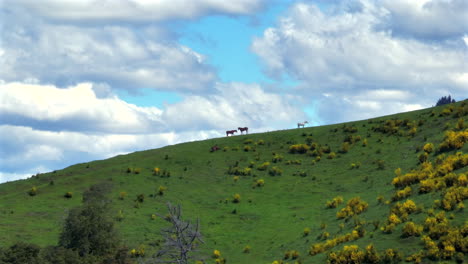 drone shot filming multiple horses grazing on a large hill with stunning view in the motueka valley, new zealand
