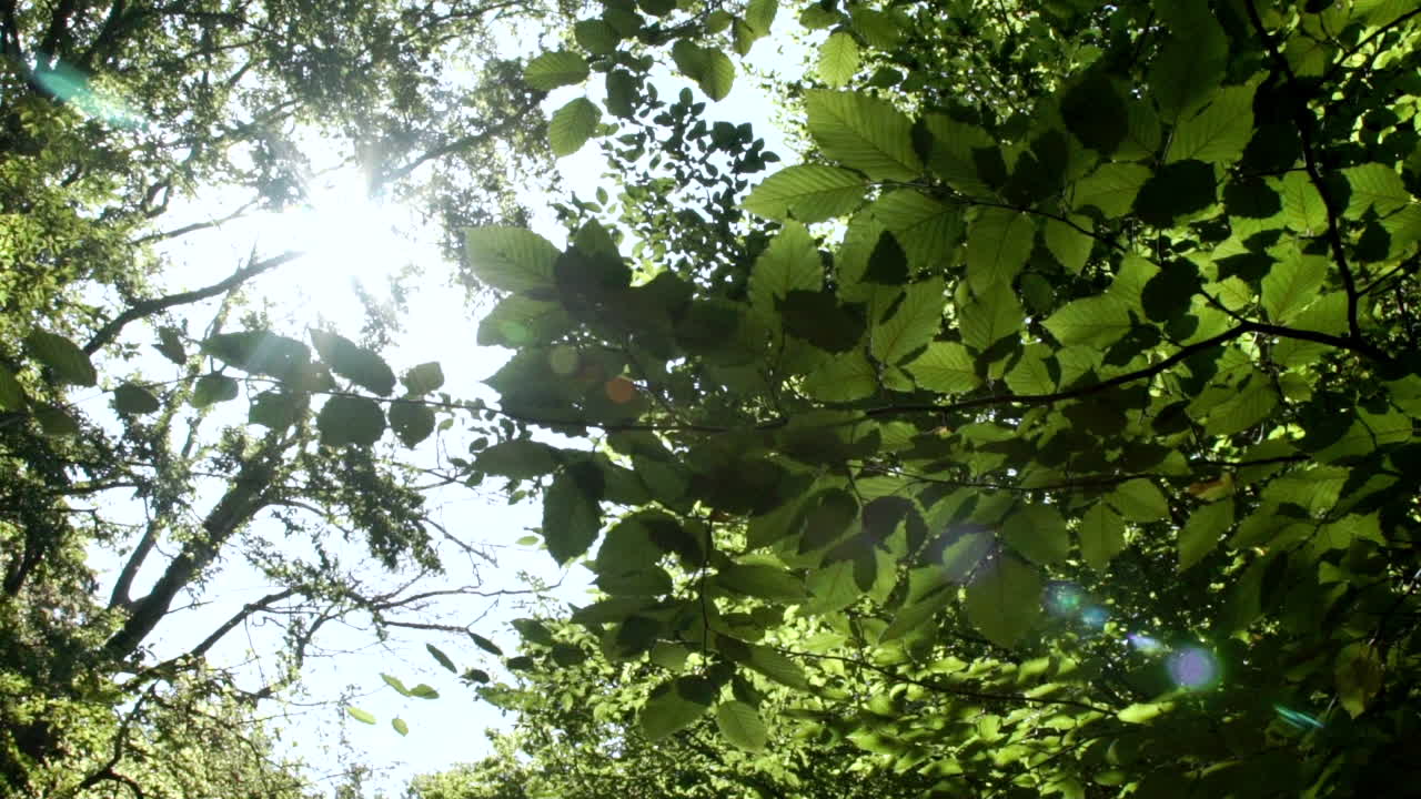 Sun flare reveal from behind leafy tree branch.
Green woodland on a summer's day