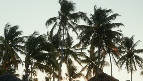 tall palms bask in the light of the sunset