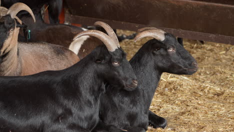 primer plano de una cabra negra de bengala tendida en el suelo en las tierras de cultivo de anseong