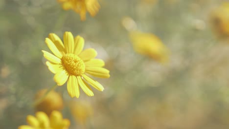 vibrant yellow wildflowers blowing in breeze