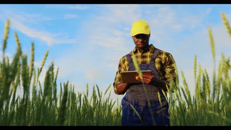 farmer using a tablet in a wheat field